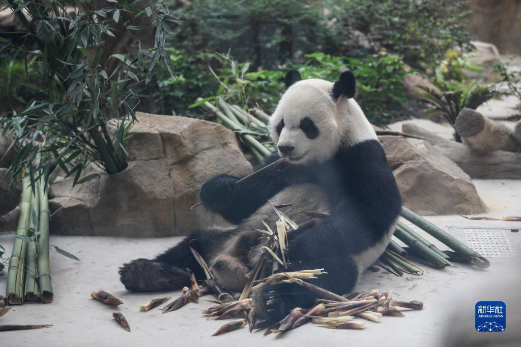 免费下载斗牛牛